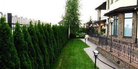 Koliko metara od ograde treba da raste drveće